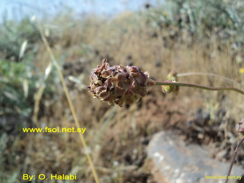 Sanguisorba minor Scop.